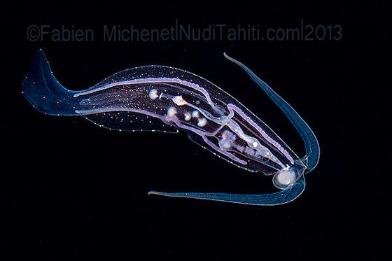 phylliroe-bucephala[1].jpg