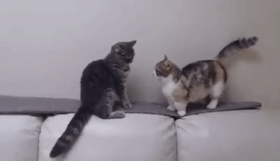 tmp_9486-id46975440_145873989716614585634817533.gif