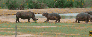 6f3txh.gif