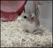 2ihv29z.gif