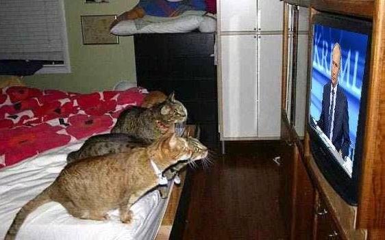 ВВП_и_коты_(кадр).jpg
