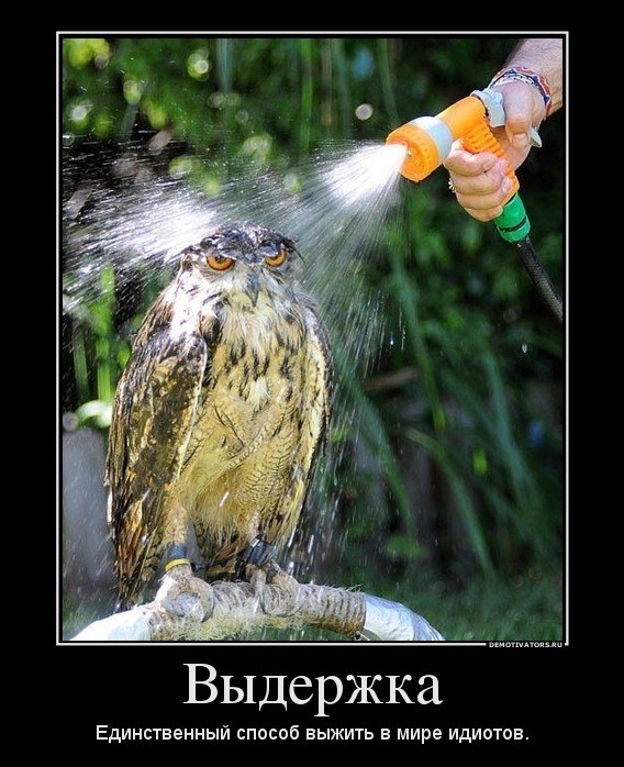 Сова_под_душем.jpg