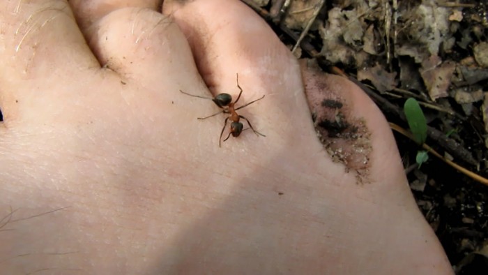 Ants_and_formicary-25[1].jpg