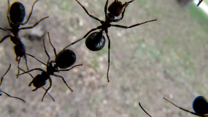 Ants_on_camera_lens-8[1].jpg