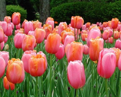 flower_tulips.jpg