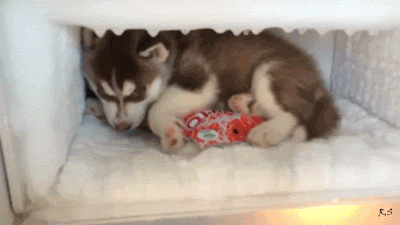 tmp_10719-doc145775300_4376317041578527003.gif