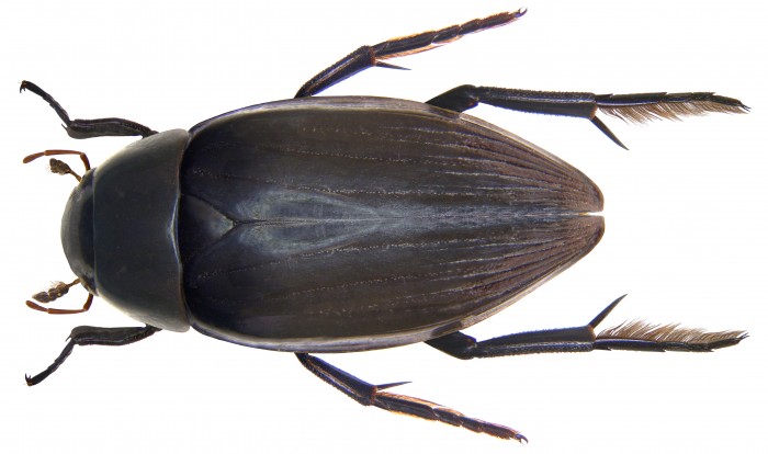 Hydrophilus_piceus_(Linné,_1758)_female_(4035156238).jpg