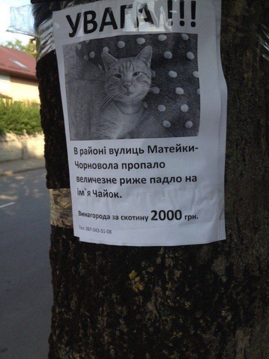 объявление-котэ-3264347.jpeg