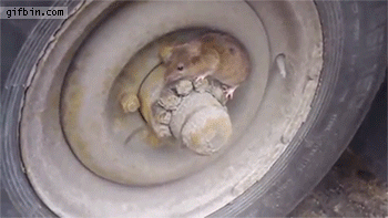 tmp_32473-doc2824444_4377610771068507752.gif