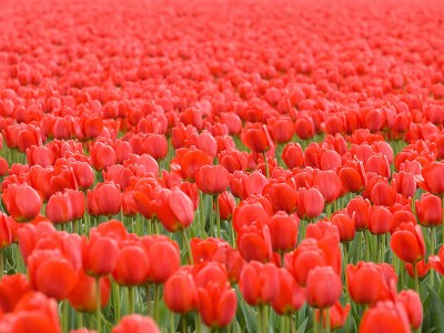tulipa_sp.jpg