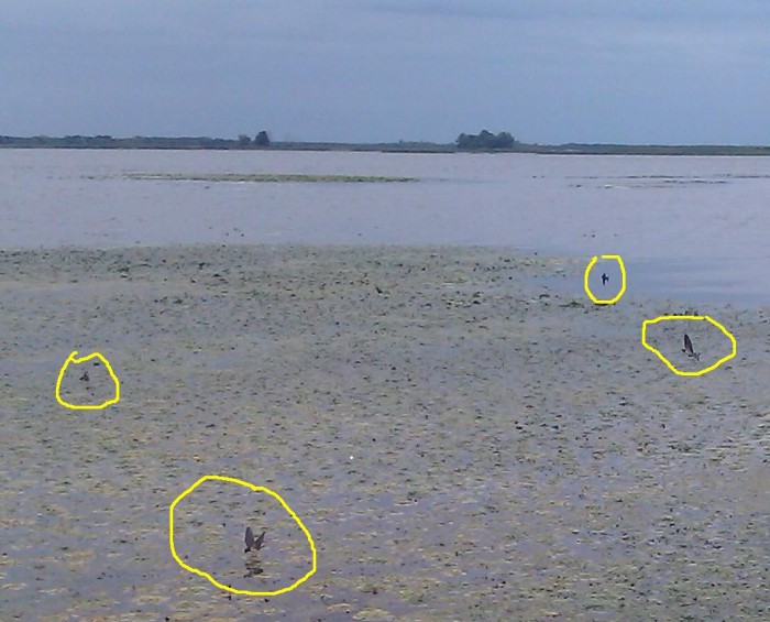 birds-on-the-water.jpg