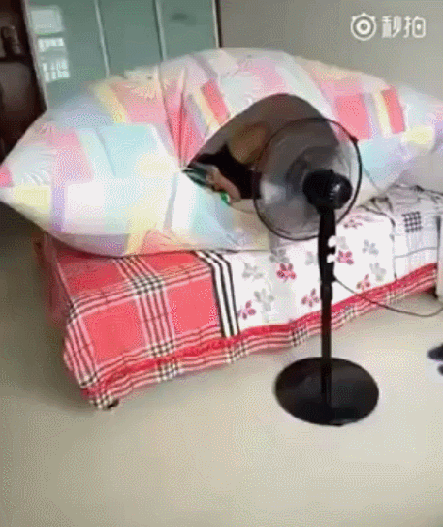 tmp_11523-doc145775300_437798609-16469490.gif