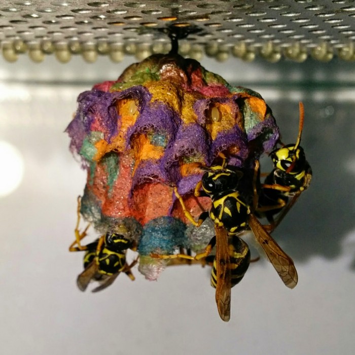 Rainbow_colored_nests_built_by_wasps-11[1].jpg