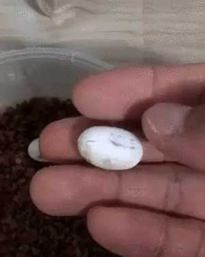 tmp_28724-doc2824444_438023816-1947057289.gif