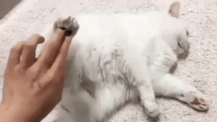 котэ-critical-error-3380568.gif
