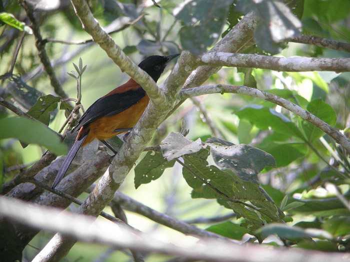 800px-Hooded_Pitohui[1].jpg