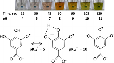 Figure-1-Top-Gradual-change-in-the-color-of-aqueous-gallic-acid-solution-after-NaOH[1].png