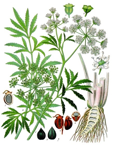 Cicuta_virosa_-_Köhler–s_Medizinal-Pflanzen-038_cropped.jpg