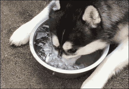 Husky-blows-bubbles-in-water[1].gif