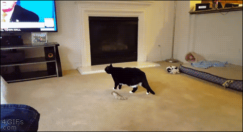 Donald-Trump-scares-cat[1].gif