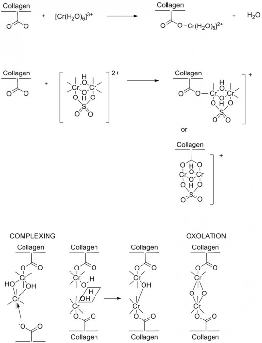 lossy-page1-782px-Possible_Chromium(III)_Tanning_Mechanisms.tif.jpg