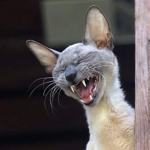 C3pq6elXAAEQKd4[1].jpg