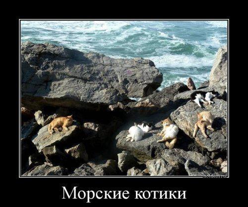 sea_cats.jpg