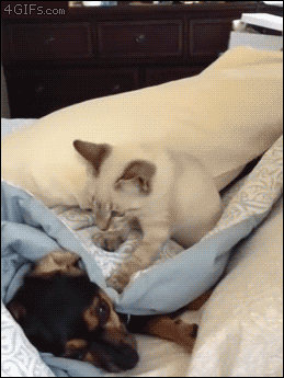 Cat-slaps-taunts-dog[1].gif