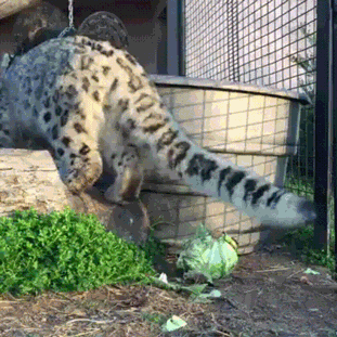 tmp_15078-doc163532030_4433179571449606926.gif