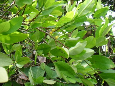 Erythroxylum-coca-1.jpg