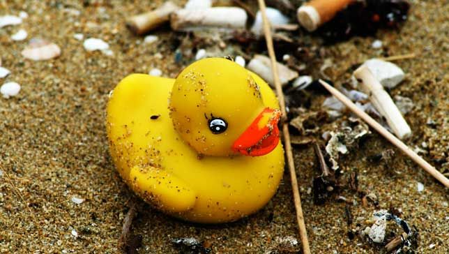 duck.jpg.653x0_q80_crop-smart[1].jpg