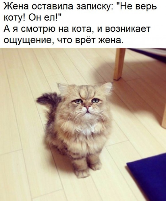 кот-жена-3901440.jpeg