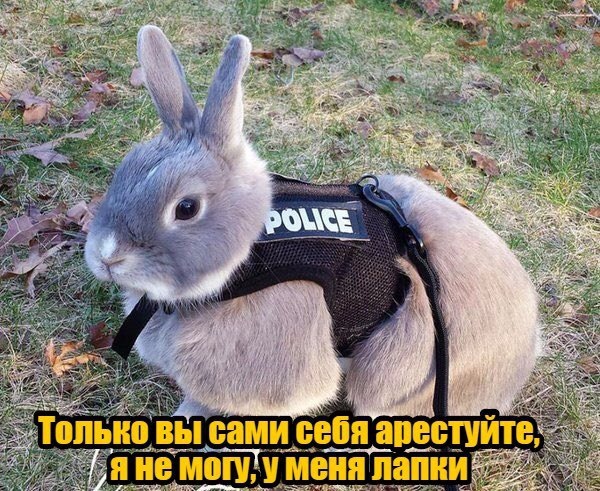 кролик-полиция-песочница-3953917.jpeg