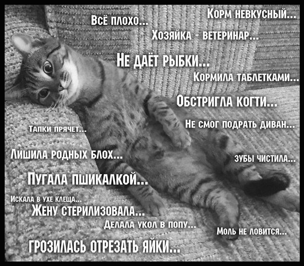 котэ-меланхолия-3954023.jpeg