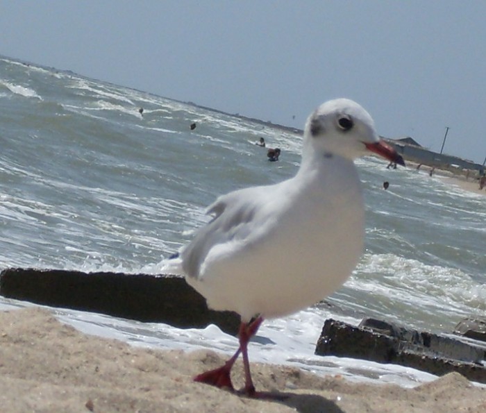 SDC13642.jpg