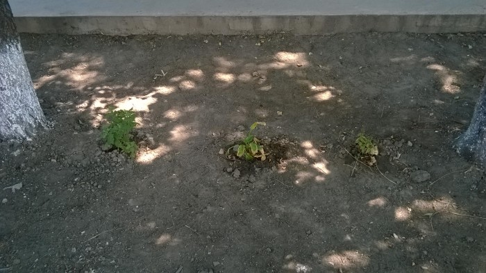 WP_20170803_025.jpg