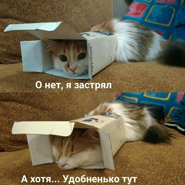 котэ-коробка-4069302.jpeg