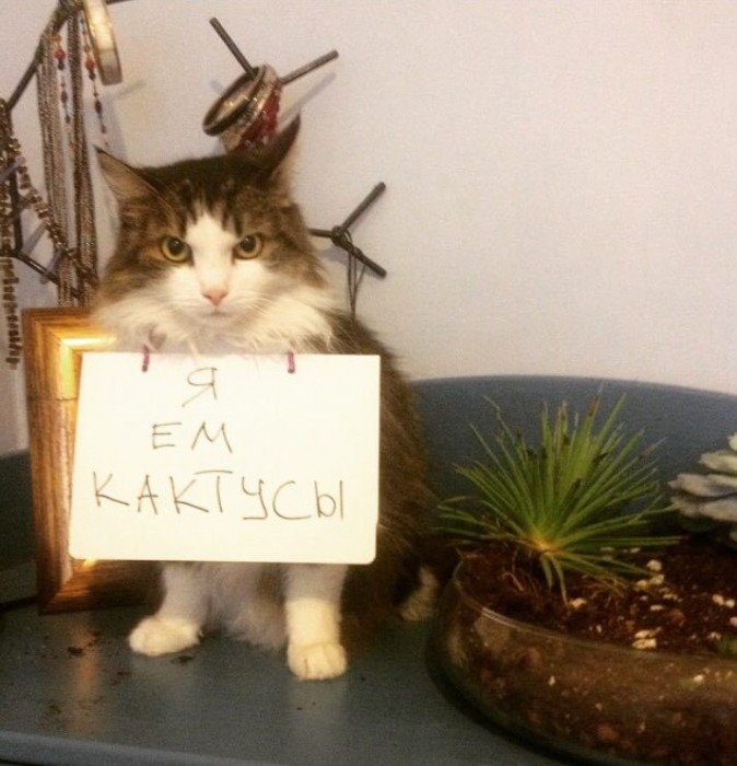 котейка-кактусы-4196292.jpeg