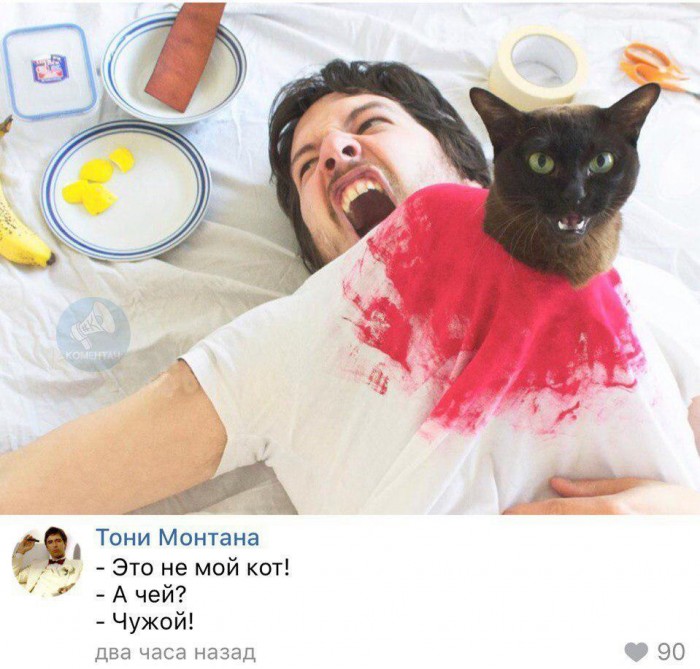 кот-чужой.jpg