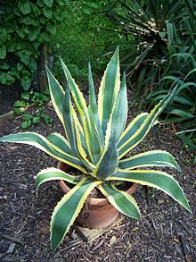 Agave_Americana_with_yellow_(NL).jpg