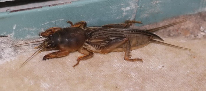 Mole_cricket03.jpg