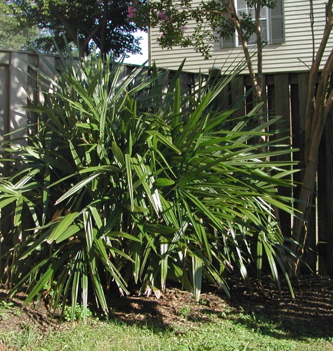 Rhapidophyllum_Strongbad1982.jpg