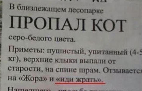 пропал_кот...JPG