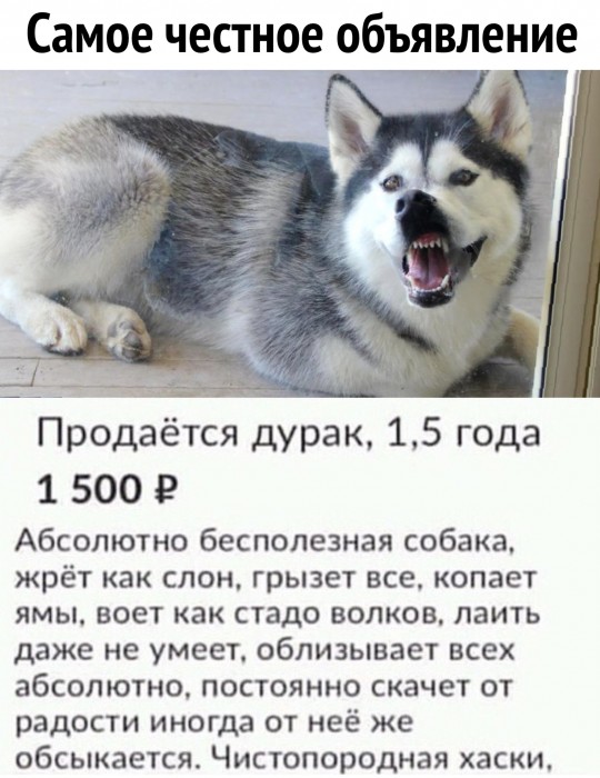 Буквы-на-белом-фоне-объявление-собакен-5144399.jpeg