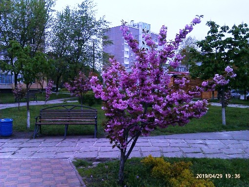 сакура_1.jpg