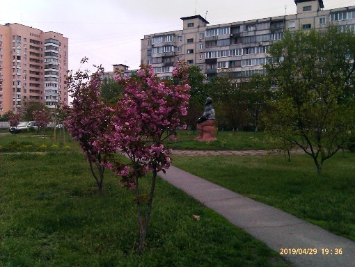 сакура_2.jpg