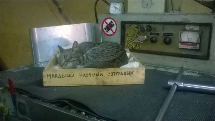 котэ-младший-научный-сотрудник-сон-5173137.jpeg