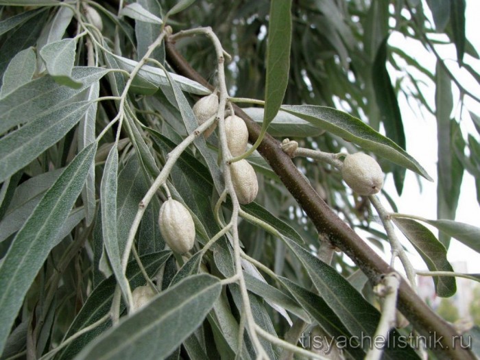 elaeagnus-angustifolia-loh-uzkolistnyj.jpg