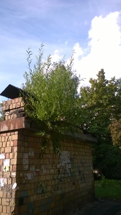 WP_20190805_016.jpg