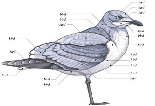 Anatomy of a Bird.jpg